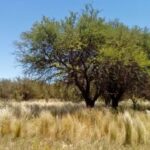 San Luis será una de las siete provincias que recibirá los fondos de bosques nativos del 2023 y 2024