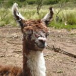 Nació una teke en la Reserva Florofaunística de La Florida