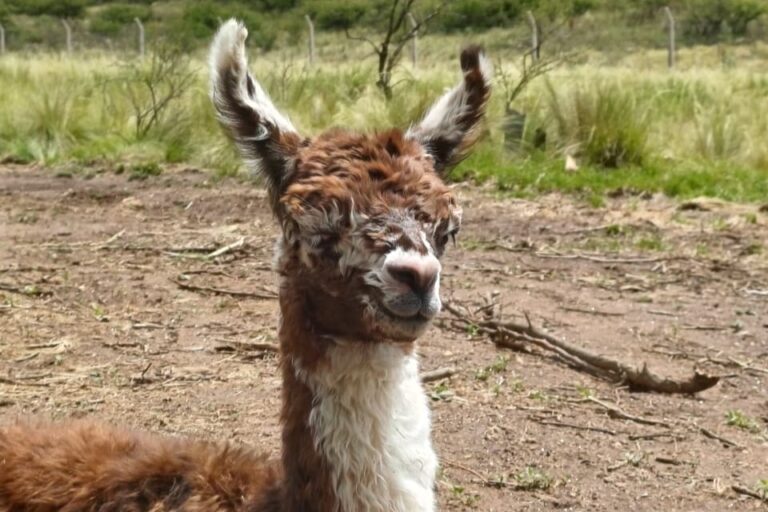 Nació una teke en la Reserva Florofaunística de La Florida
