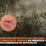 🏘 ¡Mendoza! Mosquitos rojos para combatir el dengue🦟