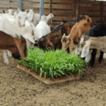 Brindarán capacitaciones en la Expo Rural Río V para impulsar la producción sustentable