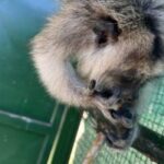 El mono carayá se recupera en La Florida