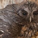 Ingresó un alilicucú al Centro de Conservación de Vida Silvestre