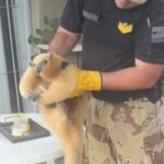 Un oso melero fue liberado por la Policía Ambiental y el equipo veterinario de Ambiente