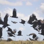 La reserva privada Piedra del Agua se convirtió en Santuario de Cóndor Andino