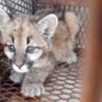 Un cachorro de puma ingresará al Centro de Conservación de Vida Silvestre
