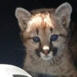 Una cachorra de puma fue rescatada en Fraga