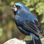 Cinco picahuesos y una reina mora ingresaron al Centro de Conservación de Vida Silvestre