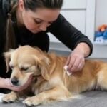 Día del Veterinario en Argentina: una profesión vital en la salud pública, la conservación y el bienestar animal