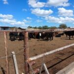 Detallaron cómo es la situación actual del Feedlot ‘La Nely’ ubicado en Donovan