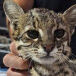 El Centro de Conservación de Vida Silvestre liberó un gato montés y un hurón