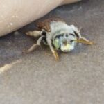 Descubren un tipo de abeja en el Sitio Ramsar Lagunas de Guanacache, Desaguadero y del Bebedero