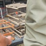 Cuyo trabaja unido en la recuperación de aves silvestres