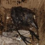 El Centro de Conservación salvó la vida de un zorro, dos chimangos y un tero afectado con alquitrán