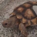 Ingresaron tres tortugas terrestres al Centro de Conservación de Vida Silvestre de La Florida