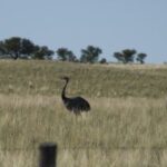 La secretaría de Ambiente recuerda que el ñandú es una especie protegida
