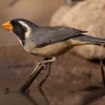 Más de cien animales están en condiciones de volver a la silvestría