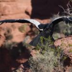 Más de 260 animales reinsertados en su hábitat: el impacto de una política ambiental efectiva