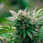 Gobierno revoca permisos de cultivo de cannabis por irregularidades