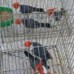 Nueve cardenales copete rojo arribaron al Centro de Conservación