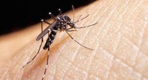 dengue