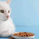 Alimentó al gato de su vecina sin permiso y fue denunciada: el caso tuvo una resolución inesperada