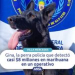 Gina, la perra policía que detectó casi $8 millones en marihuana en un operativo